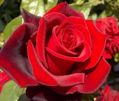 1 (95).webp