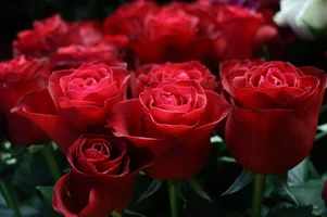 1 (99).webp