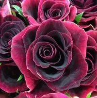 1 (111).webp