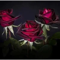 1 (112).webp