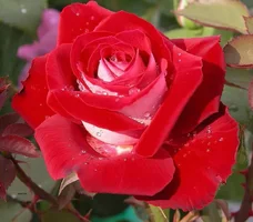 1 (126).webp