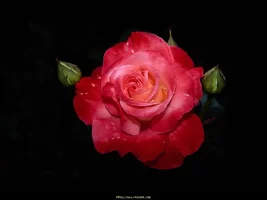 1 (127).webp