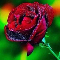 1 (128).webp
