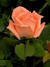 1 (4).webp