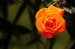1 (6).webp