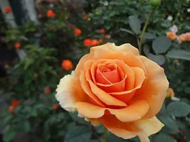 1 (7).webp