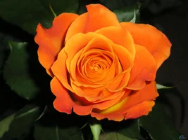 1 (8).webp