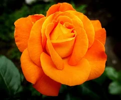 1 (10).webp
