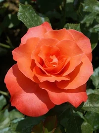 1 (11).webp