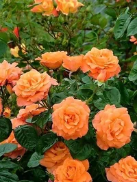 1 (12).webp