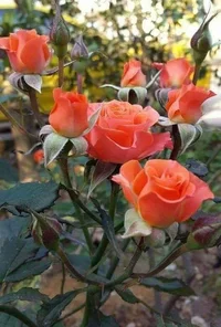 1 (13).webp