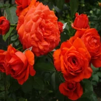 1 (15).webp