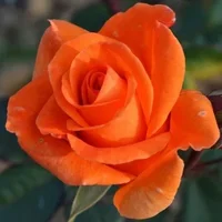 1 (16).webp