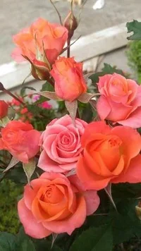 1 (19).webp