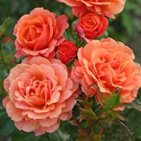 1 (20).jpg