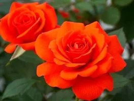 1 (21).webp
