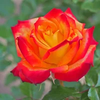 1 (24).webp