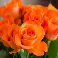 1 (25).webp
