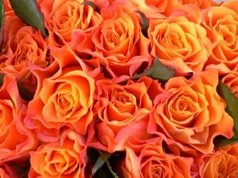 1 (26).webp