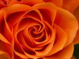 1 (29).webp