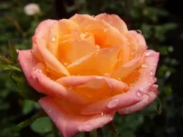 1 (31).webp
