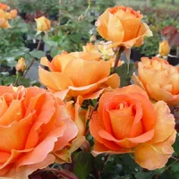 1 (32).webp