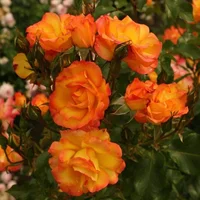 1 (33).webp