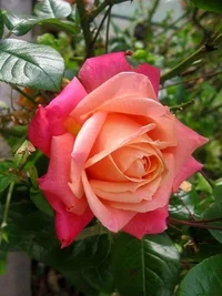1 (34).webp