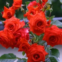 1 (35).webp