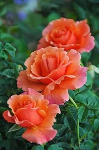 1 (36).webp