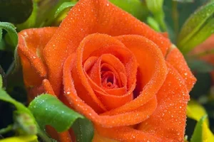 1 (37).webp