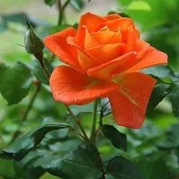 1 (38).webp
