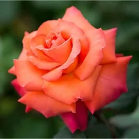 1 (39).webp