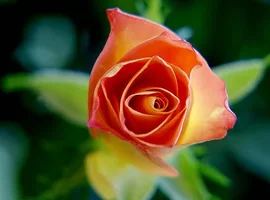 1 (40).webp