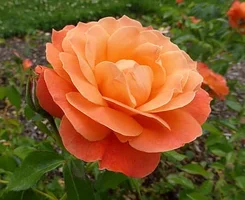 1 (42).webp