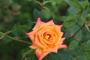 1 (43).webp