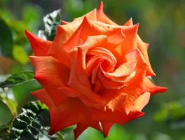 1 (44).webp