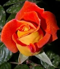 1 (45).webp