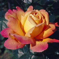 1 (46).webp