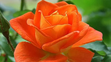 1 (47).webp