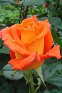 1 (48).webp