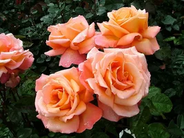 1 (49).webp