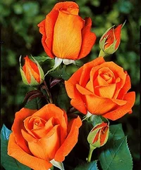 1 (50).webp
