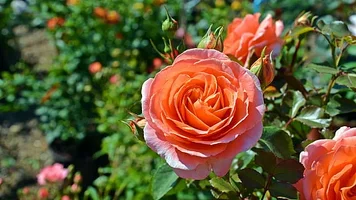 1 (51).webp