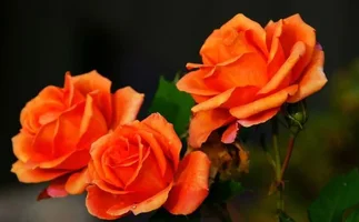 1 (52).webp