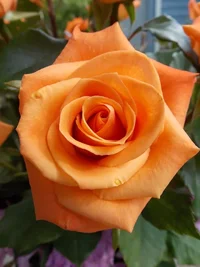 1 (53).webp