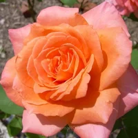 1 (54).webp