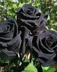 1 (48).webp