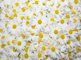 1 (9).webp