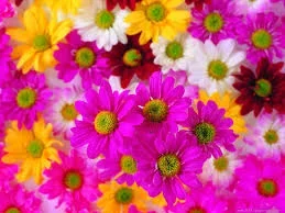 1 (11).webp